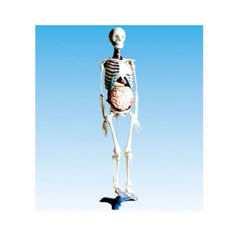 人体骨骼与脏器关系模型实训考核装置  人体骨骼与脏器关系模型实训设备 人体骨骼与脏器关系模型综合实训台