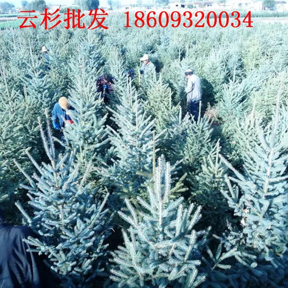 云杉苗木现货低价供应-河南鄢陵苗木市场图片