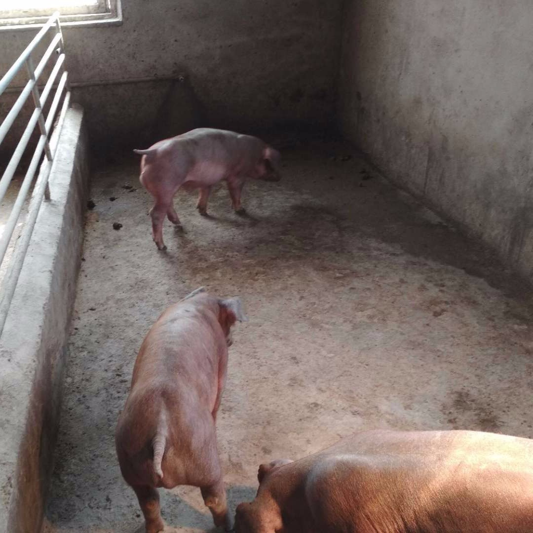 原种杜洛克公猪 纯种新美系母猪种 杜洛克猪厂 杜洛克小猪