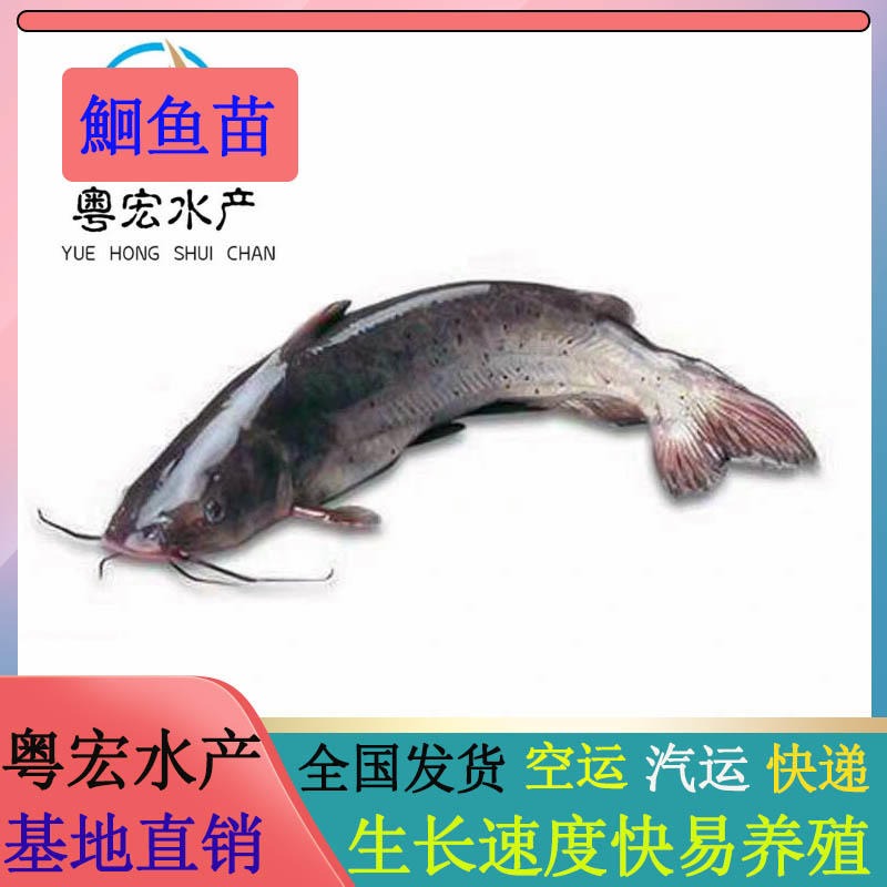 上海人工养殖叉尾鮰鱼苗 技术指导叉尾钳鱼苗 鮰鱼苗大量上市