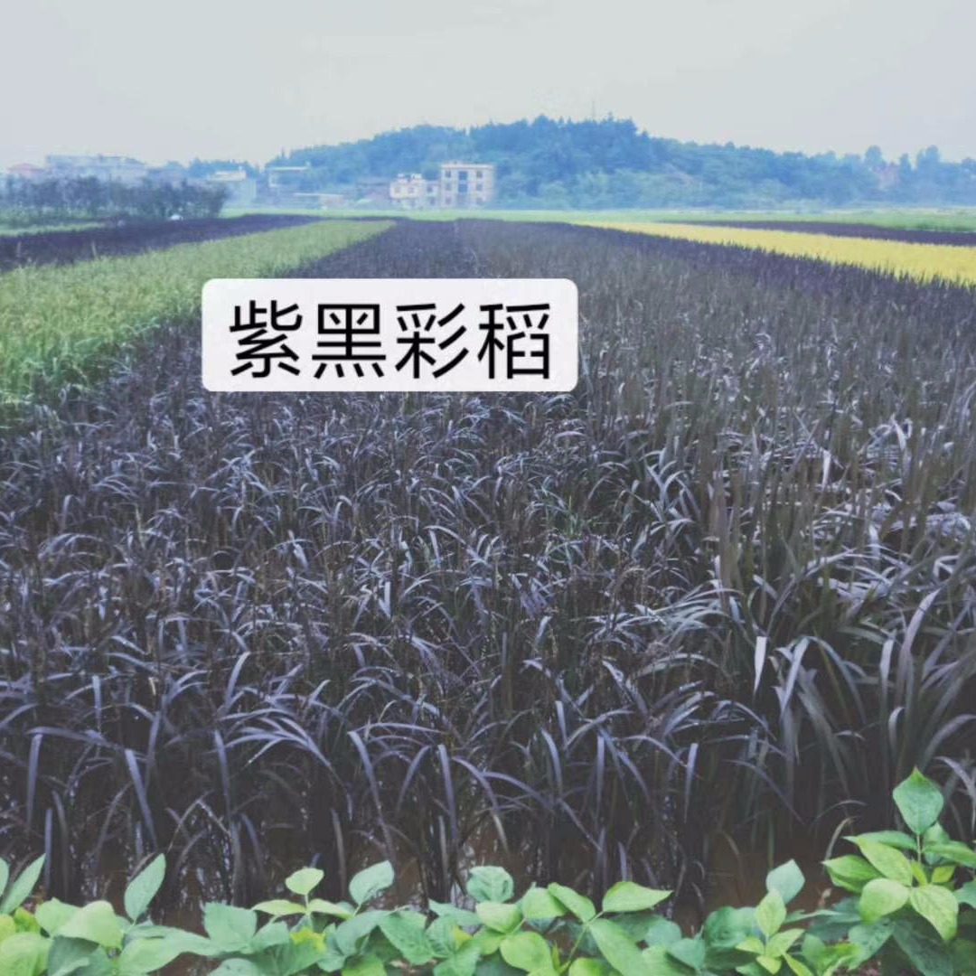 基地水稻彩色 博伦种业基地直发水稻种子 紫色水稻种子批发 黑色水稻种子价格 多彩水稻种子