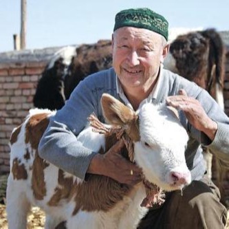 养100头西门塔尔牛利润 400斤西门塔尔牛犊价格 西门塔尔肉牛养殖场图片