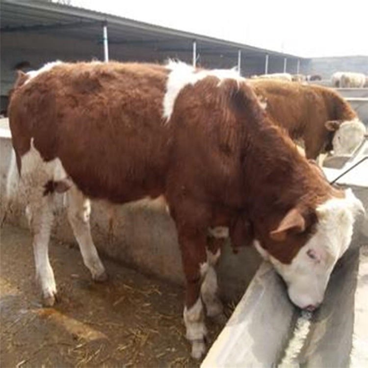 贵州养牛场 西门塔尔牛肉牛犊 通凯 贵州养牛基地品种全