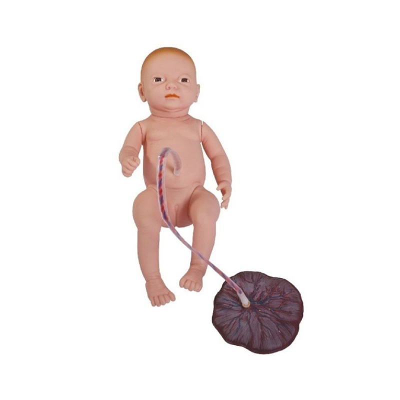 新生儿脐带胎盘护理模型实训考核装置  新生儿脐带胎盘护理模型实训设备 新生儿脐带胎盘护理模型综合实训台