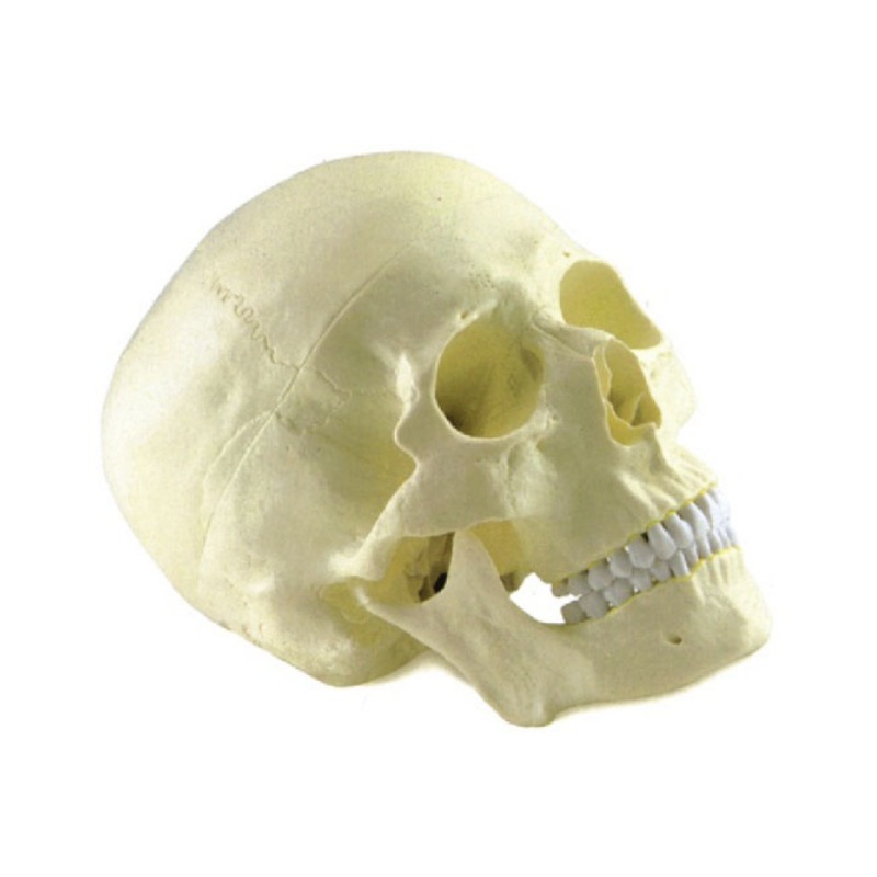成人头颅骨模型实训考核装置  成人头颅骨模型实训设备 成人头颅骨模型综合实训台