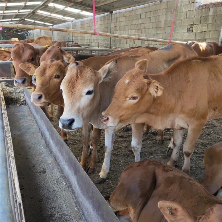 黄牛种牛犊价格-种牛养殖技术-2020年鲁西黄牛牛犊价格-龙翔牧业