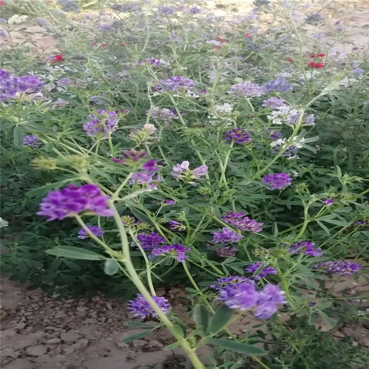 绿肥植物紫花苜蓿种子草种抗逆性强适应性广生长旺盛牛羊喜食
