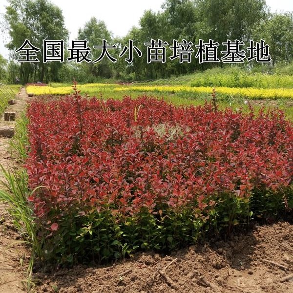 供应紫叶小檗苗 高度10-20公分 红叶小檗苗 价格 图片