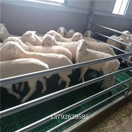 养羊塑料板  山东羊床生产厂家 羊舍搭建