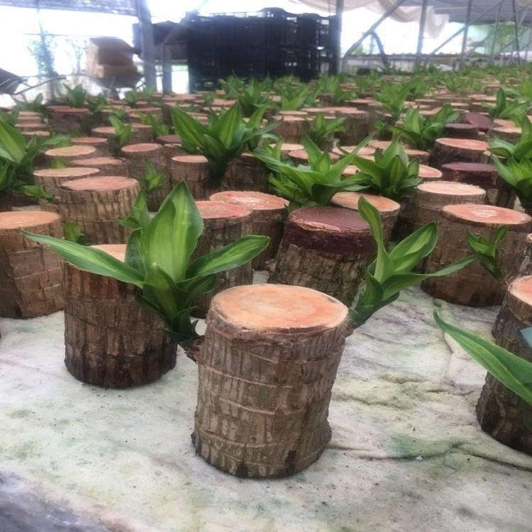 巴西木盆栽水养室内花卉花桌面绿植四季常青幸运木格鲁特水培植物