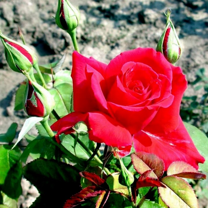 昆明基地大量销售玫瑰盆栽、花卉种苗，可食用性玫瑰花苗