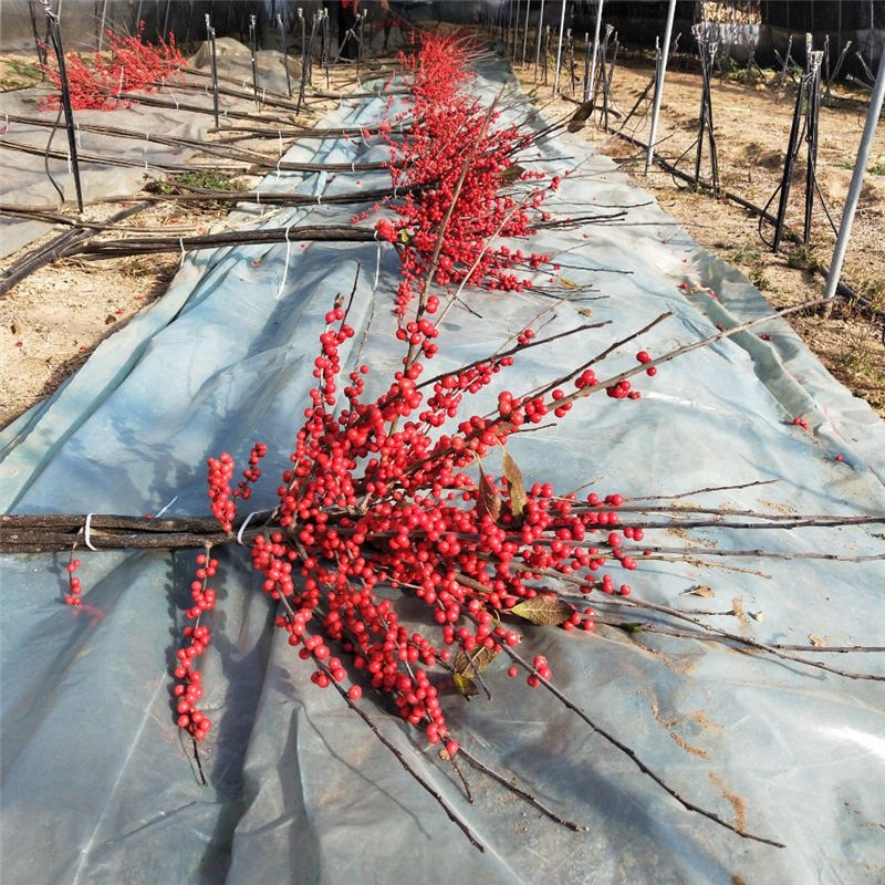 兴红农业出售北美冬青切枝 量大从优适合节日北美冬青切枝图片