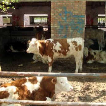 本人有大量西门塔尔牛犊出售 西门塔尔牛犊活体批发 西门塔尔牛犊养殖场
