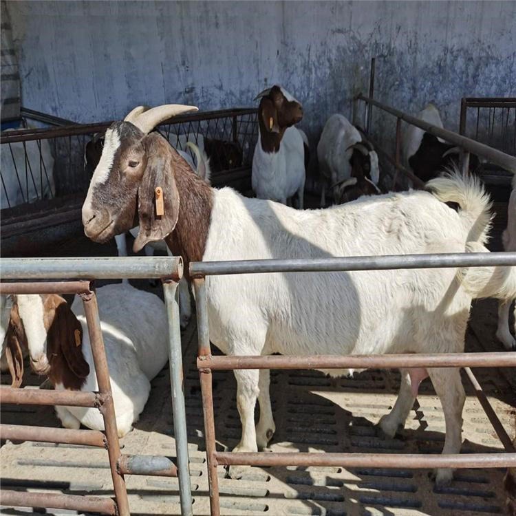 学习养殖技术 湖北省波尔山羊种羊场 通凯养殖 纯种波尔山羊 波尔山羊活体