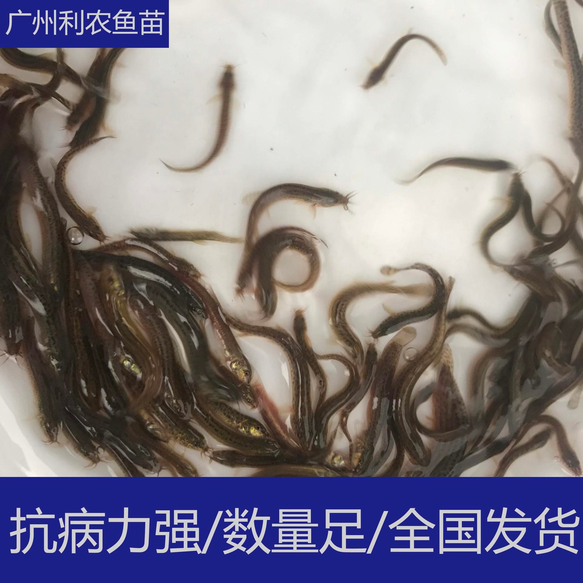 养殖支持 贵州安顺台湾泥鳅苗出售 3-4cm泥鳅鱼苗养殖场