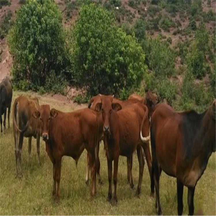 牛犊子好养活 包成活包回收 通凯 5个月小肉牛 鲁西黄牛种牛场