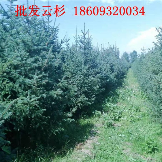 内蒙云杉树苗种植-内蒙3米3.5米4米云杉批发价格图片