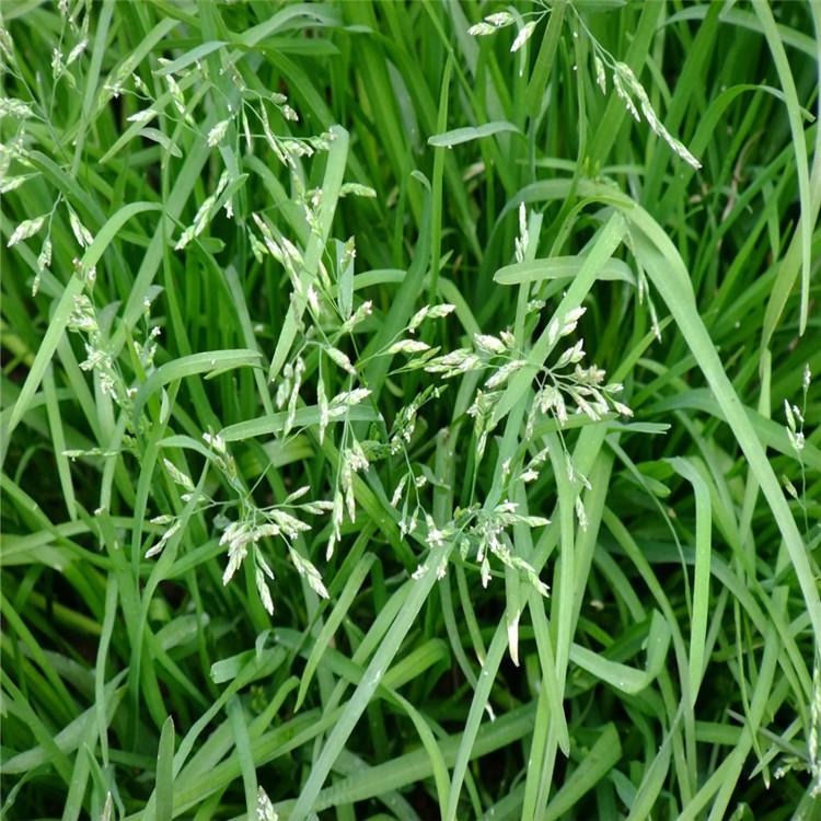 春季播种早熟禾种子草种覆盖速度快草籽直播法成坪快