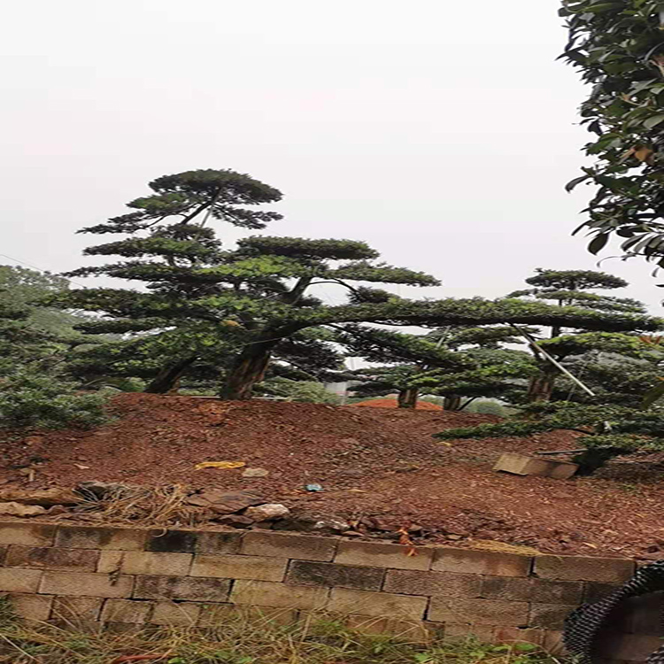 造型罗汉松价格 罗汉松树  日本造型罗汉松  天诚苗圃