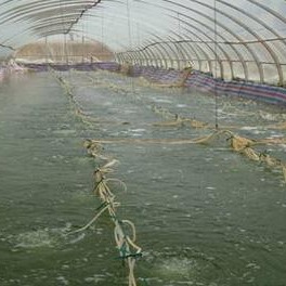 汇泽水产种苗工厂化养殖 南美对虾 罗氏沼虾 包技术 包回收