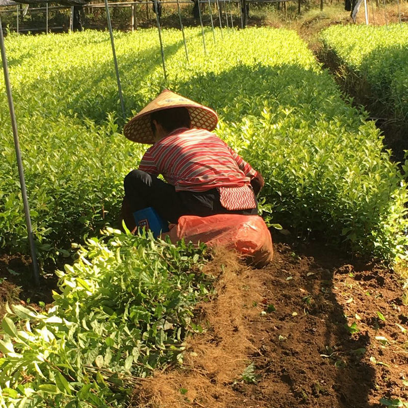 中黄一号茶叶苗中黄1号茶苗品绿茶树苗黄金茶苗基地直发品种纯