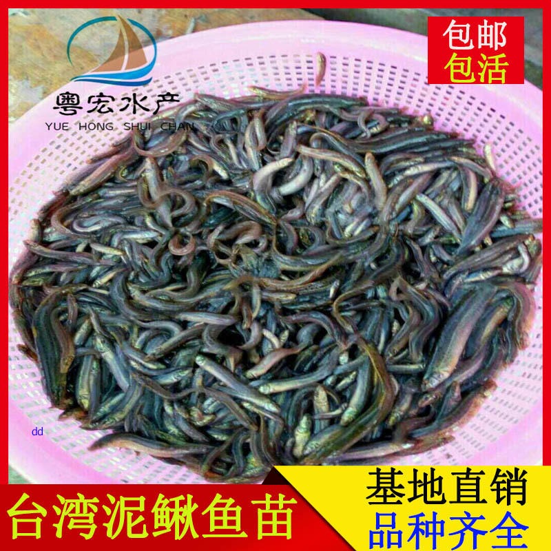 出售泥鳅鱼苗 成活率高台湾泥鳅鱼苗 泥鳅寸苗现货供应图片