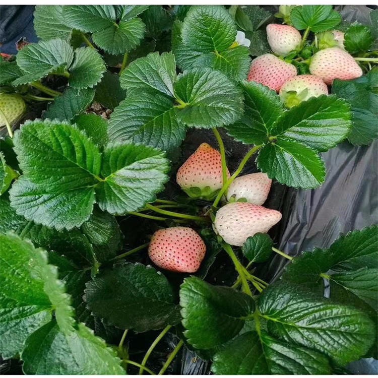 兴红农业草莓苗基地 草莓苗价格查询 草莓苗培育基地 桃熏草莓苗照片