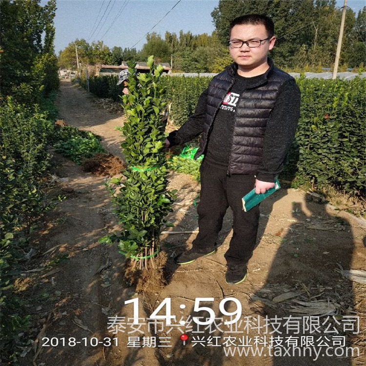 绿化工程苗规格齐全 1.5米以上北海道黄杨种植方法及种植时间图片