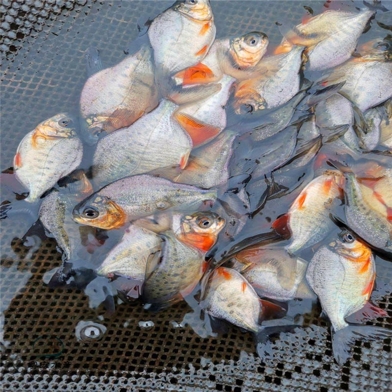 专业养殖白鲳鱼苗 淡水红鲳鱼苗 武昌鱼成活率高图片