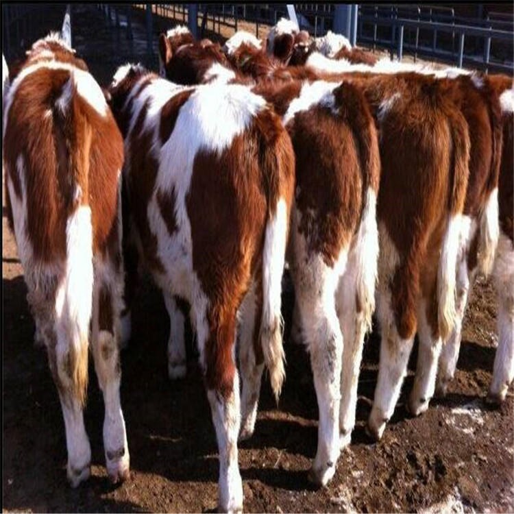 牛犊300斤价格-无锡改良牛犊-通凯-利木赞肉牛厂家