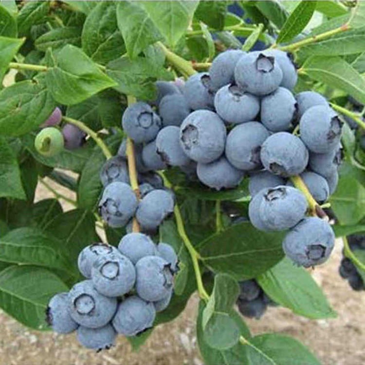 品种蓝莓苗  四季盆栽地栽商丘蓝莓苗   果树苗家庭庭院阳台种植