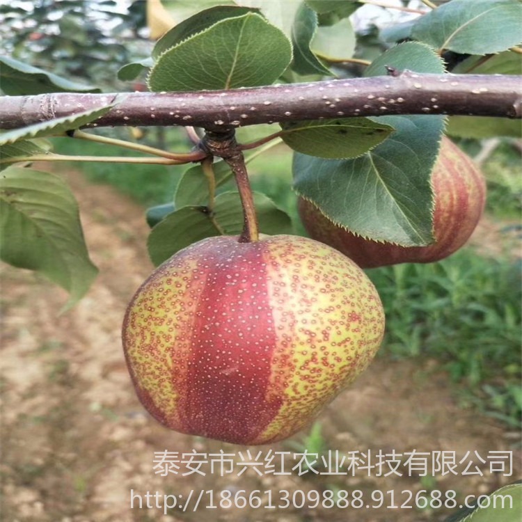 梨苗盆栽地栽 种植当年结果梨苗 嫁接玉美人梨、中梨4号、玉露香梨