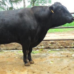 改良小牛犊供应 山东济南西门塔尔肉牛养殖场 通凯牧业