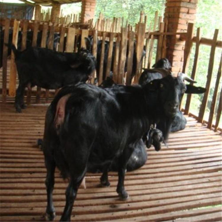 萍乡黑山羊种羊基地 江西黑山羊种羊价格 通凯 现在种羊价格图片