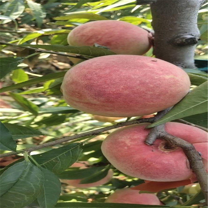 兴红农业厂家供应中华寿桃 自产自销桃树苗早中晚熟品种图片