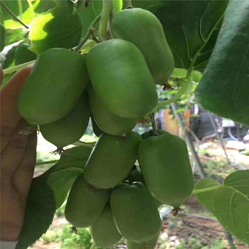 供应嫁接奇异莓软枣猕猴桃苗 新品种软枣猕猴桃种植方法