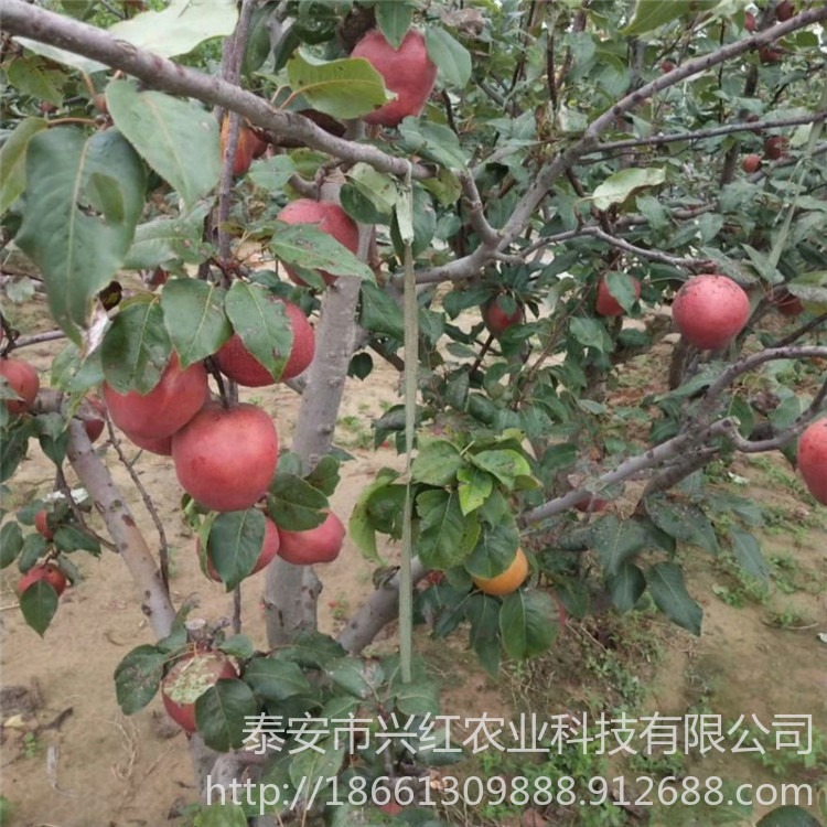 早酥红梨树苗当年结果 基地出售1-3年早酥红梨树苗图片