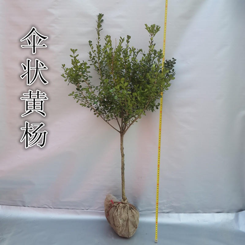 小叶黄杨树苗   盆栽瓜子黄杨苗   高杆黄杨盆景树桩素材苗