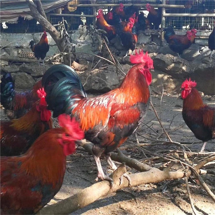 红玉鸡卖 出售芦花笨鸡苗 龙翔 长年出售红玉鸡苗 红玉鸡种蛋图片