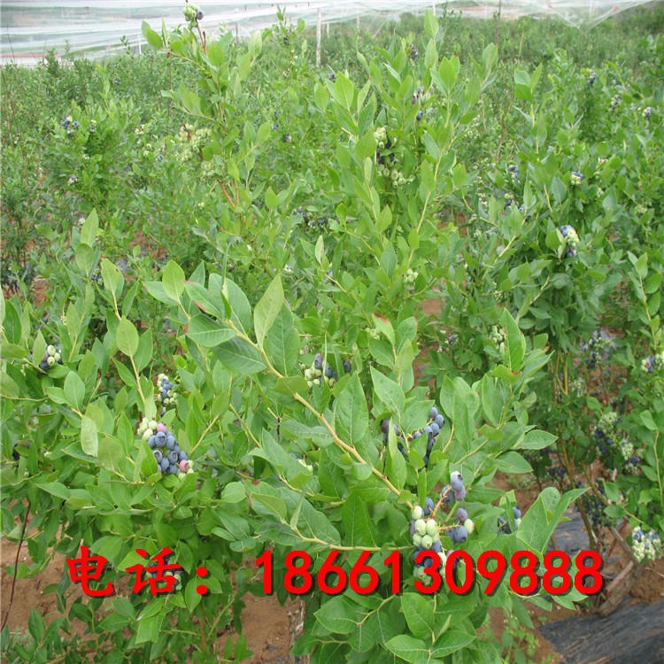 高产薄雾蓝莓苗价格 供应薄雾蓝莓苗基地 蓝莓树苗照片