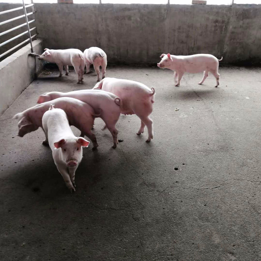 纯种长白母猪一头 长白种母猪 长白小母猪 原种大白母猪 种猪繁殖基地