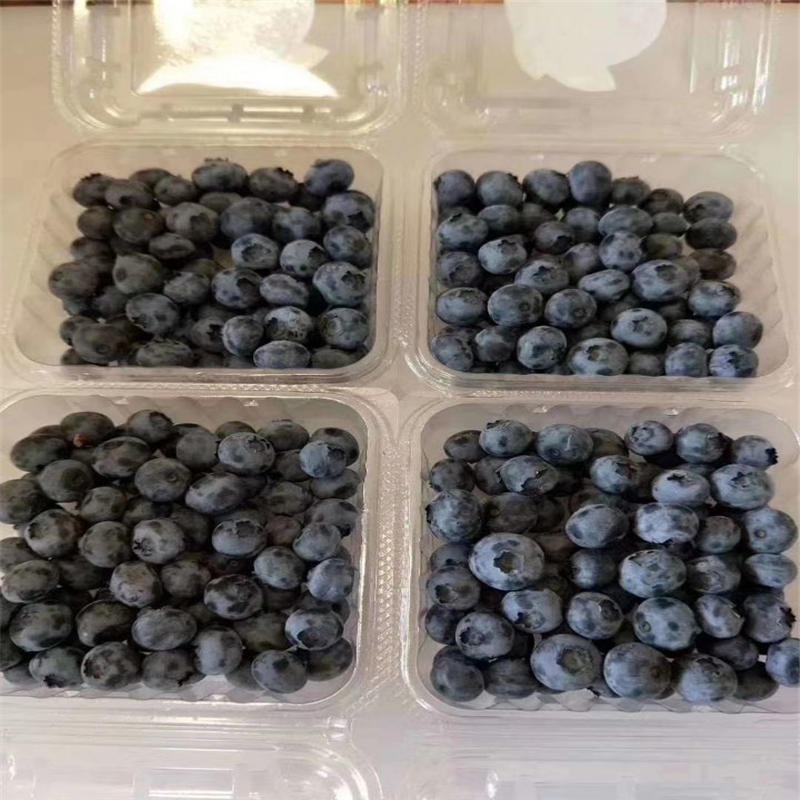 蓝莓苗品种介绍 山东泰安蓝莓苗基地 兴红农业出售蓝莓苗
