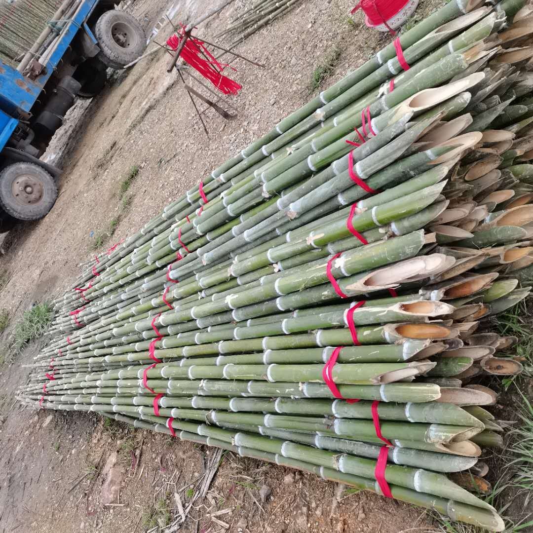 竹竿厂家 园林绿化树木支撑秆渔业插网打桩用竹秆 长短粗细均可定制量大从优