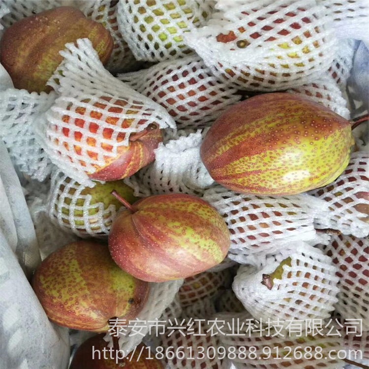 枣庄柱状梨树苗基地 矮化梨树苗品种 价格优惠
