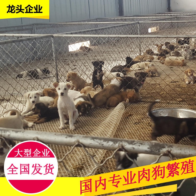 江西肉狗养殖场-江西肉狗养殖场批发-江西肉狗养殖场价格图片