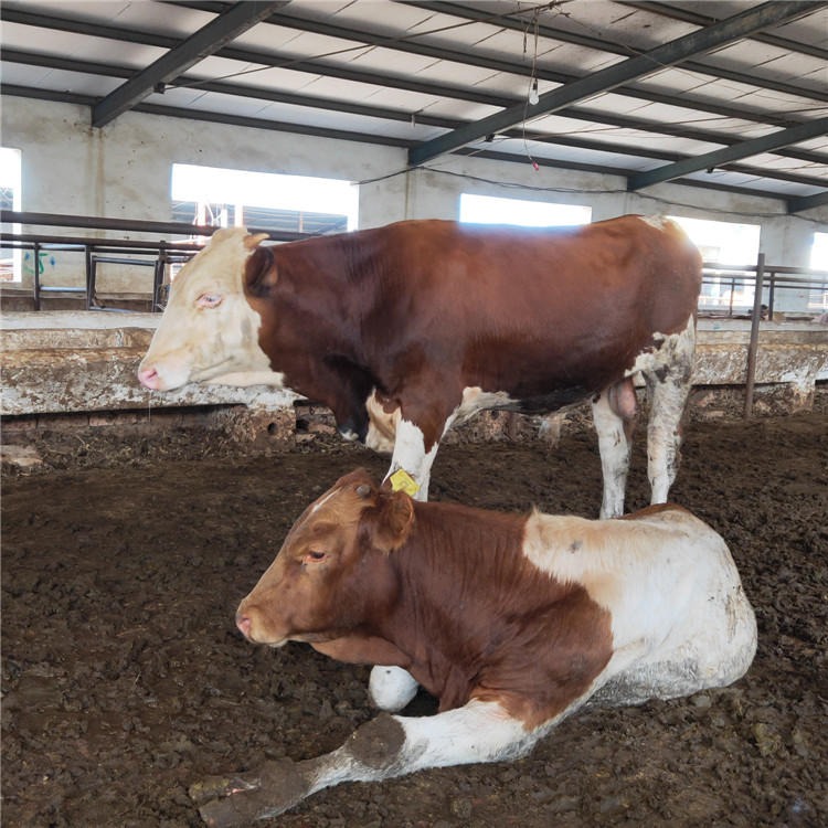 纯种西门塔尔养牛场-改良种牛犊养殖-西门塔尔牛犊小牛-龙翔牧业