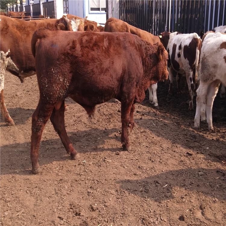 小牛犊价格  鲁西黄牛饲养技术 肉牛犊价格 鲁西黄牛小牛 龙翔 牧业