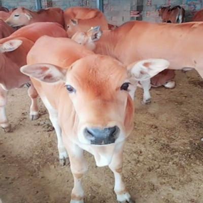 改良小牛犊养殖 育肥小黄牛价格 改良肉牛犊 鲁西黄牛价格