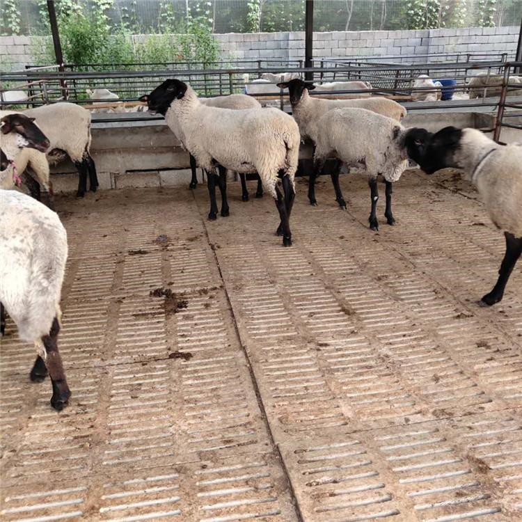 山东萨福克羊种羊养殖基地 通凯 30斤萨福克羊价格 签订回收合同示例图13