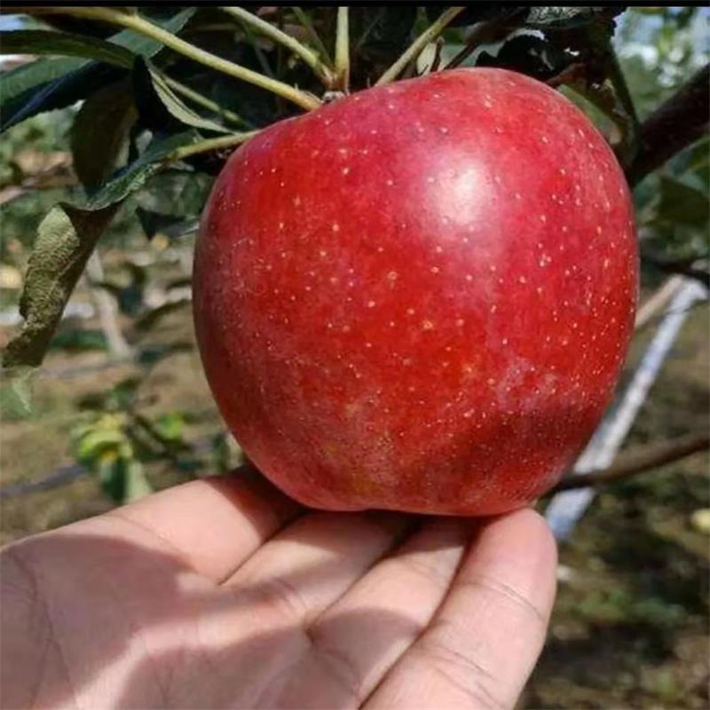 新品种晚熟苹果苗批发 秦脆苹果苗 1公分维纳斯黄金苹果树苗价格 矮化苹果树 3公分苹果树